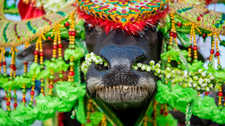 チョンブリバッファローレース (Chonburi Buffalo Race)